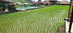 Outdoor pool, pool umbrellas, sun loungers