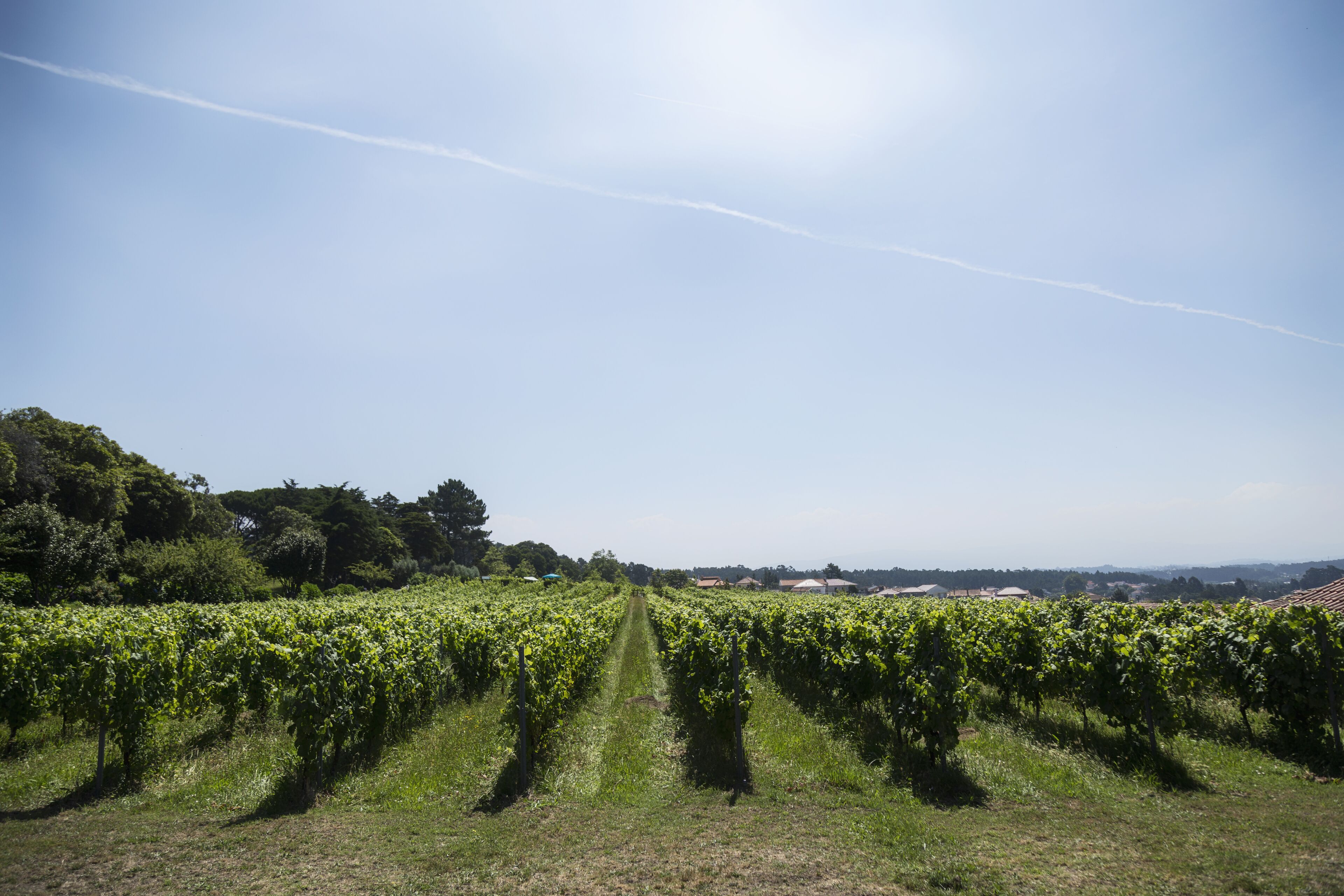 Foto - Quinta do Paco d'Anha