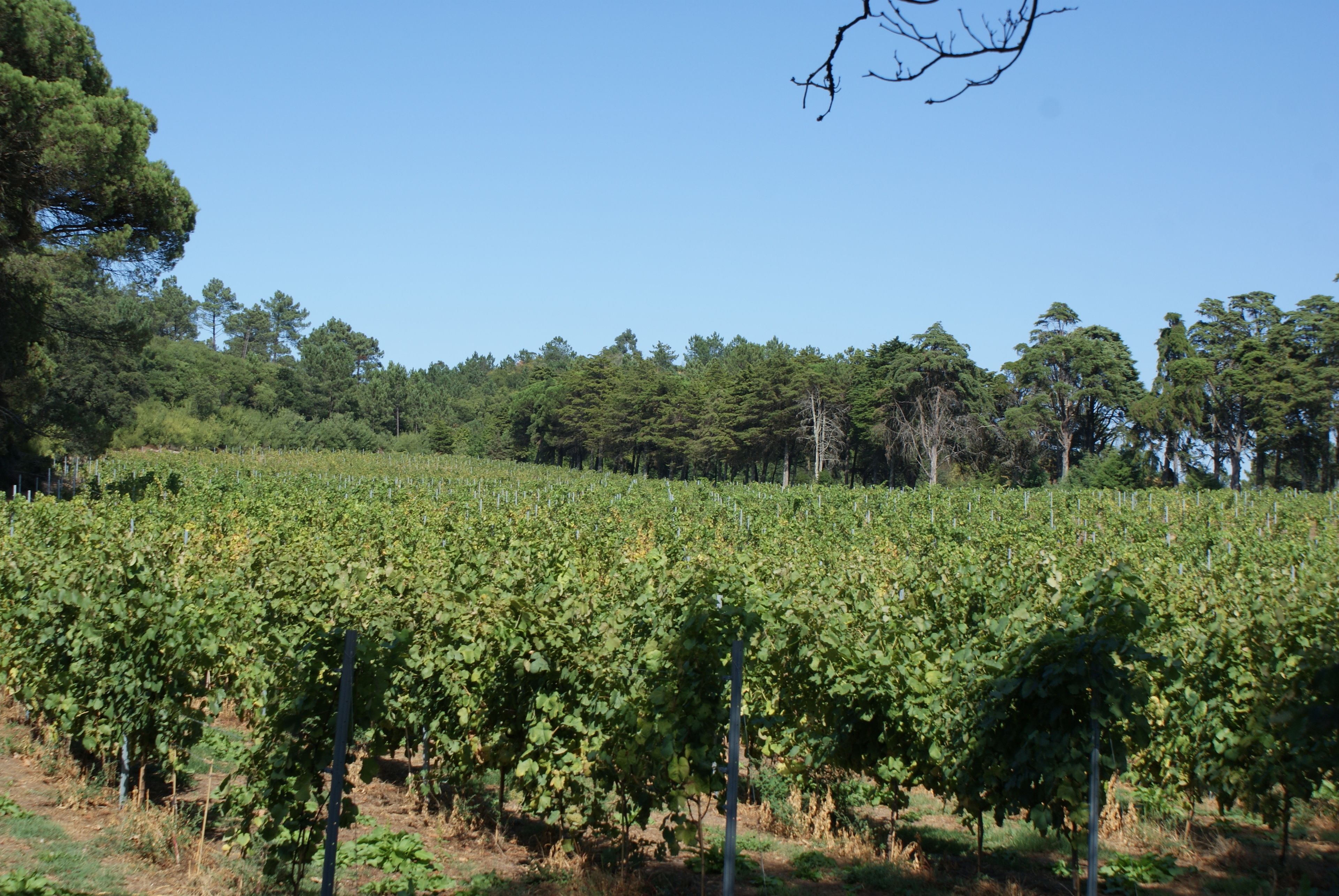 Foto - Quinta do Paco d'Anha
