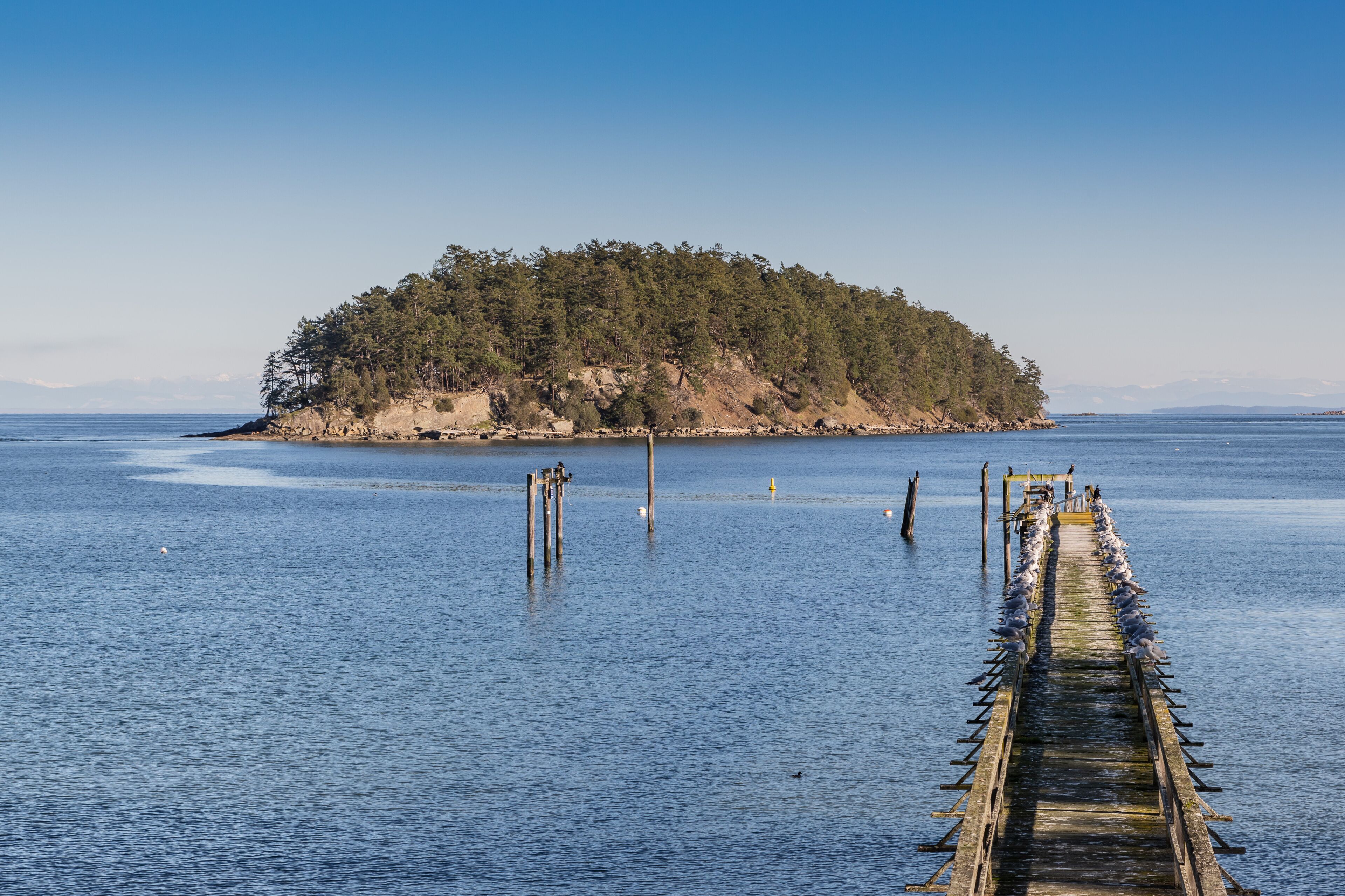 Eine Holzstege, der sich in ruhiges Wasser erstreckt und zu einer kleinen Insel mit dichtem Baumbestand führt.