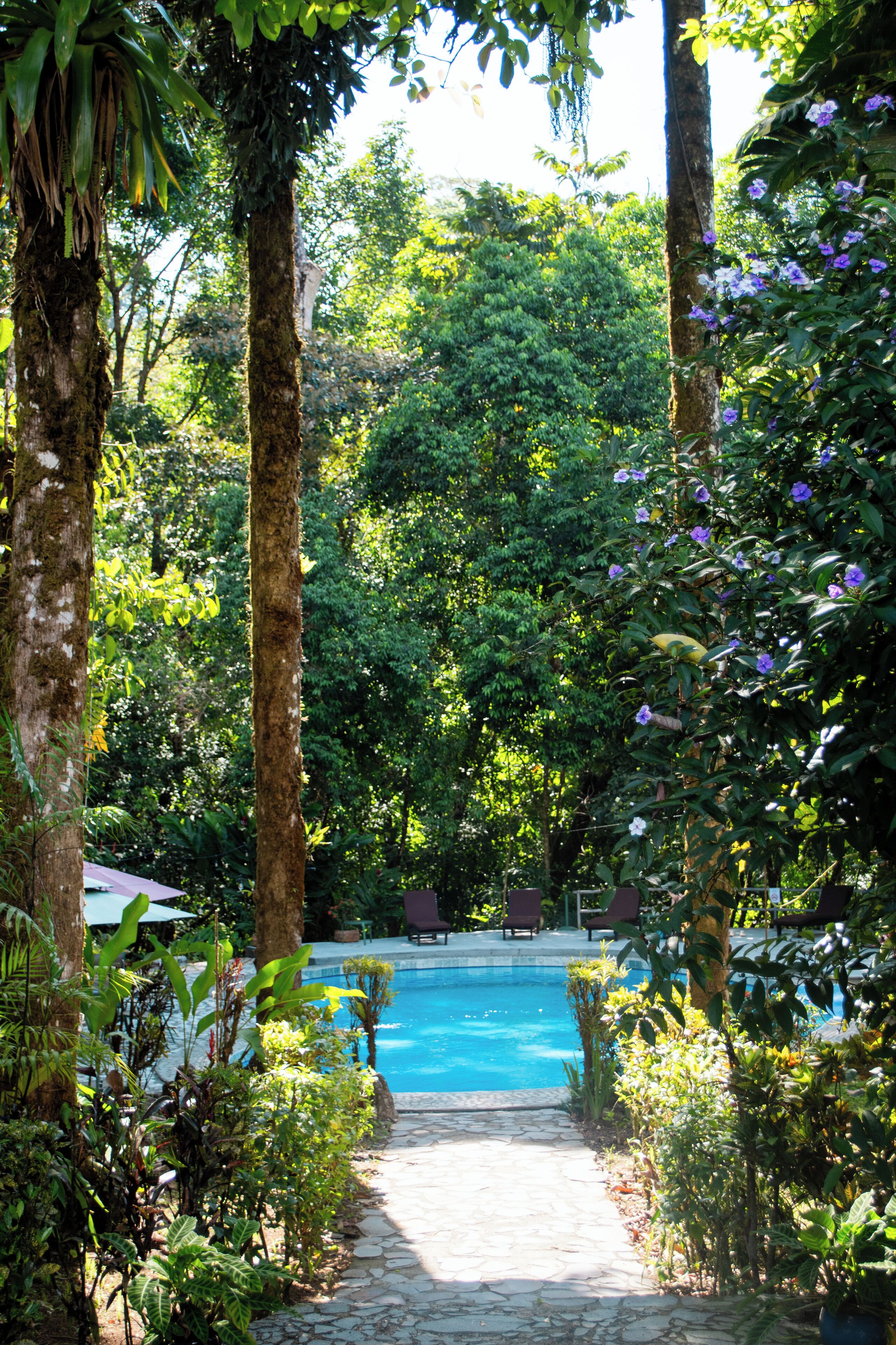 Un camino que lleva a una piscina rodeada de exuberante vegetación y altos árboles.