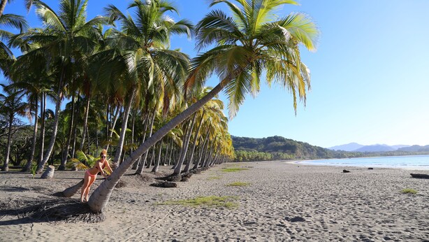 Una playa con palmeras y cielo despejado.