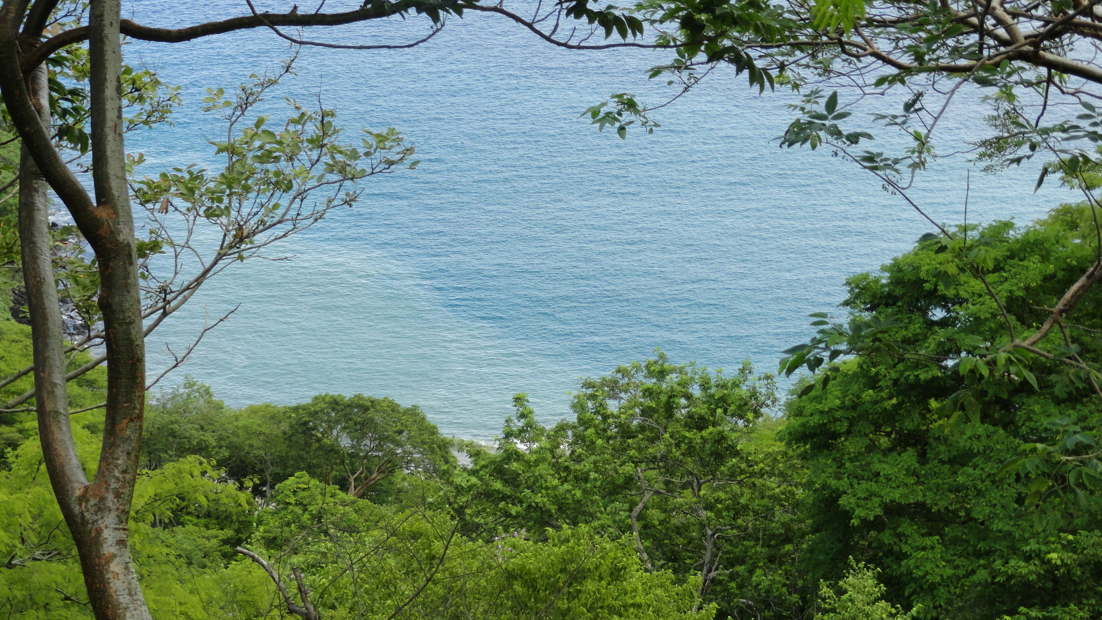 A view of a body of water surrounded by dense green foliage.
