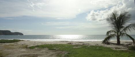 Una playa con una palmera, cielo despejado y mar tranquilo.