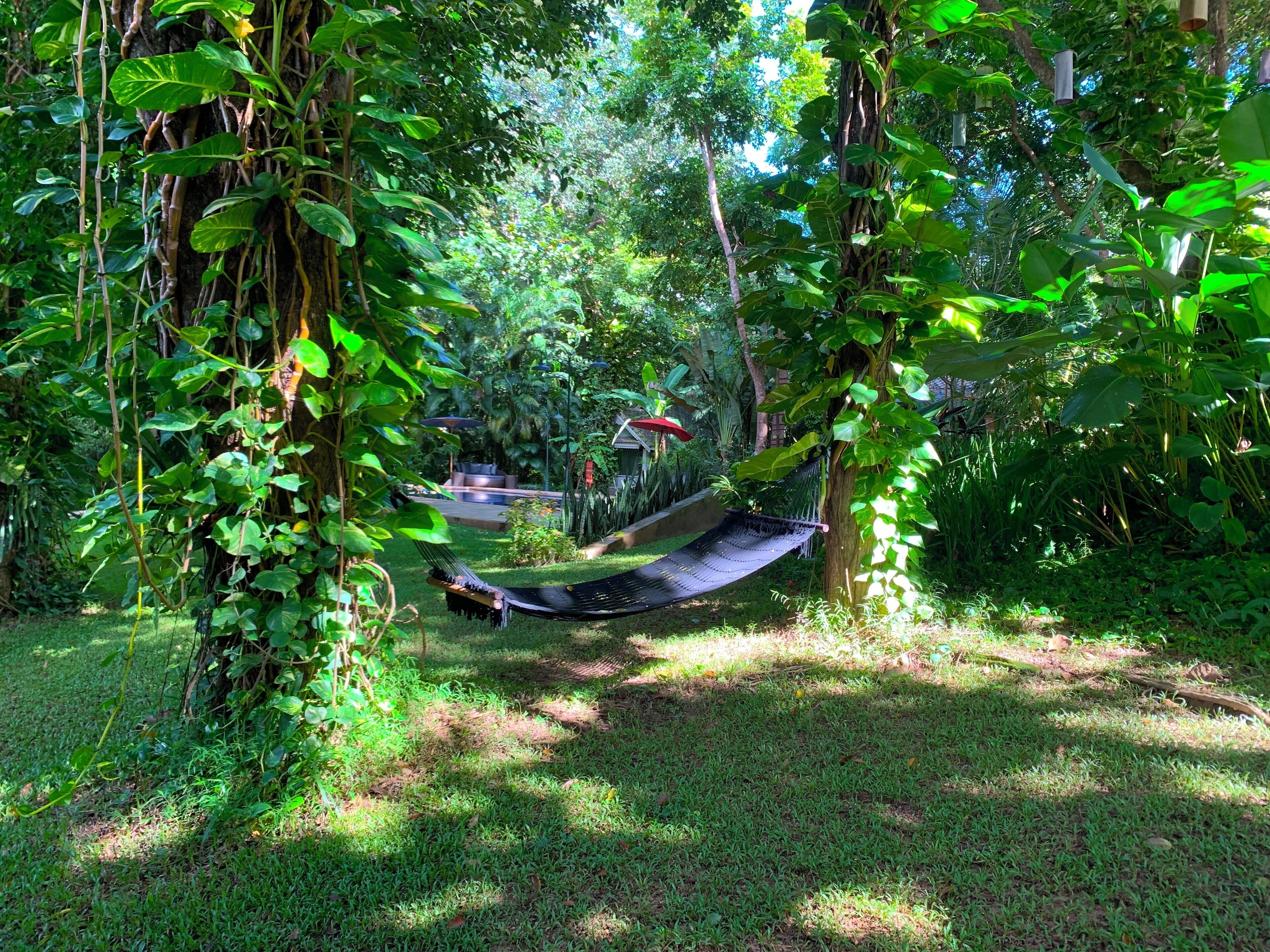 A hammock in a lush garden with dense foliage and a small structure in the background.