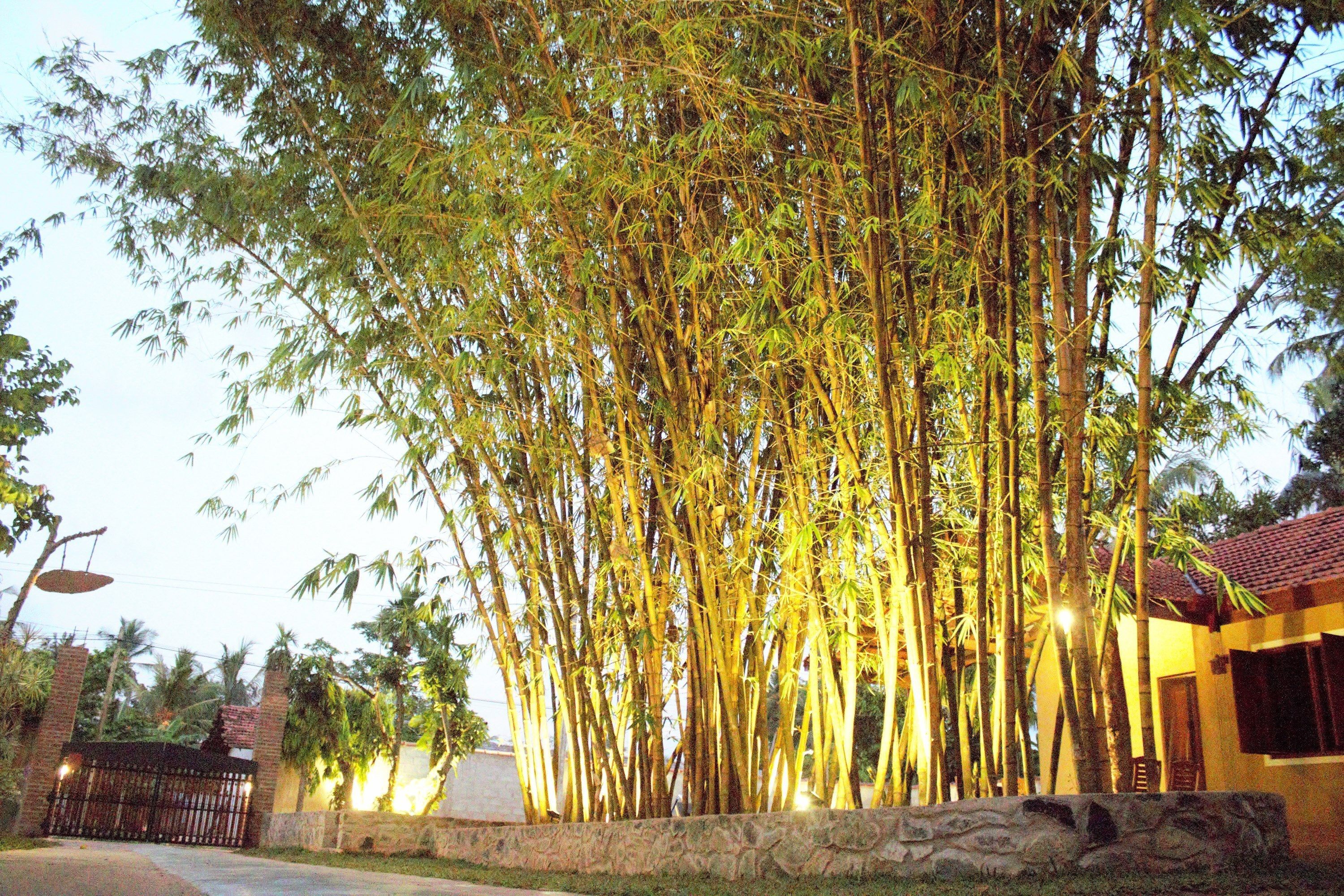 Una fitta grove di bambù con un muro di pietra e un cancello.