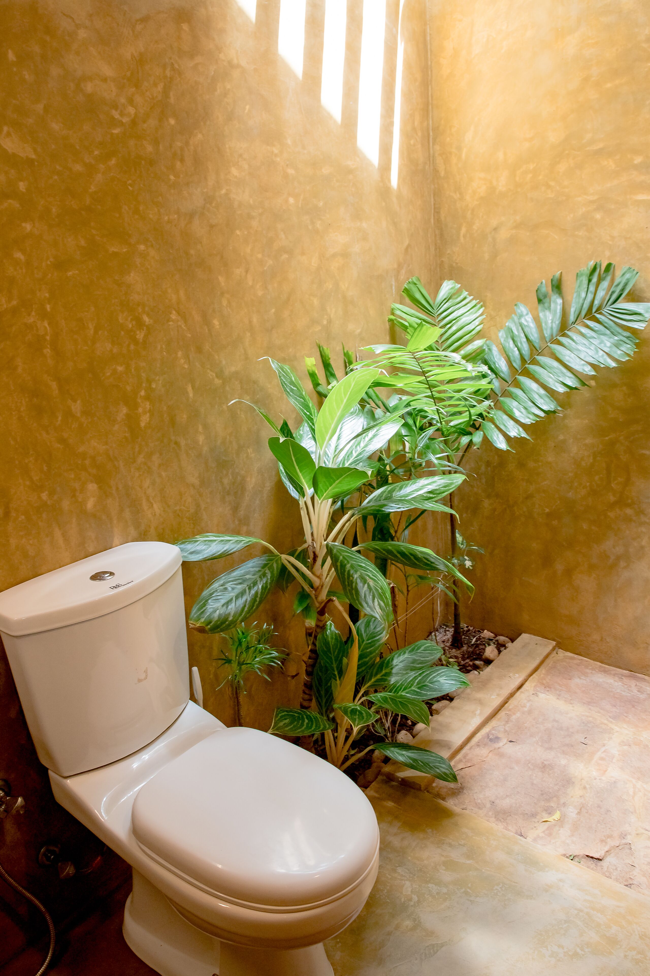 Eine Toilette in einem Badezimmer, neben ihr eine Pflanze.