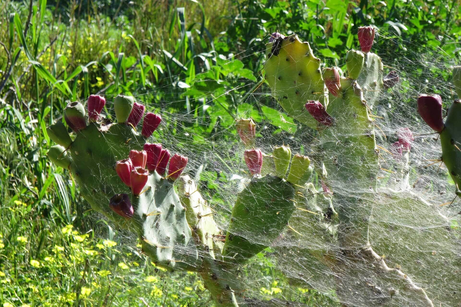 Un cactus con flores rojas y una tela de araña.