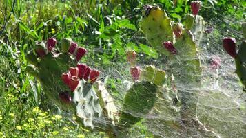 Un cactus con flores rojas y una tela de araña.