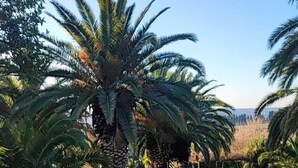 Een pad van stenen dat door een verzorgde tuin met palmbomen en gras loopt.