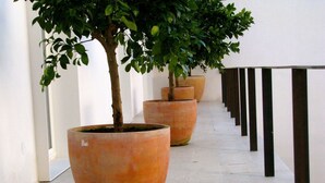 A corridor with potted trees and a white wall with black vertical elements.