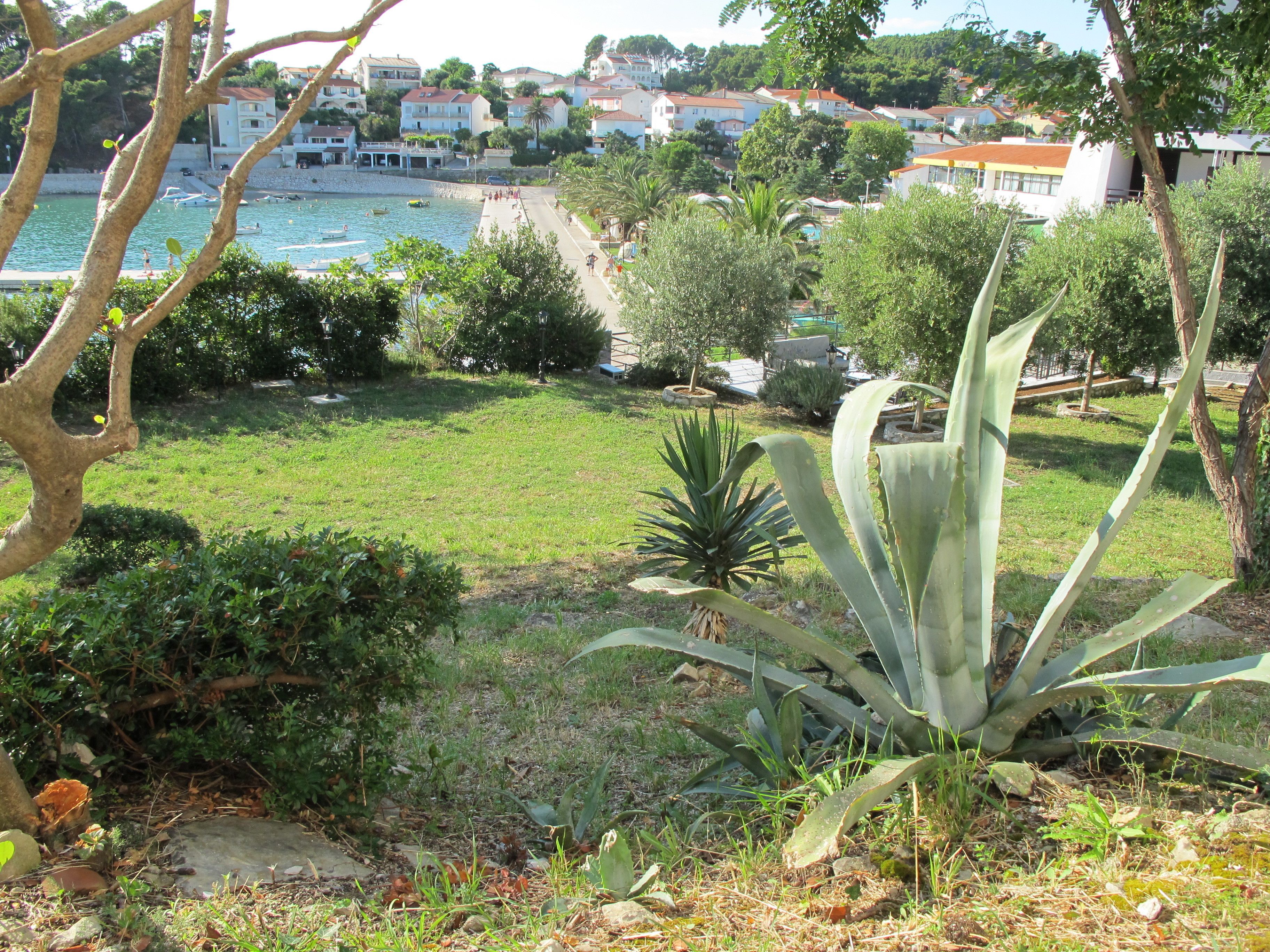 A coastal view with a grassy area, a large agave plant, and a backdrop of houses and a body of water.