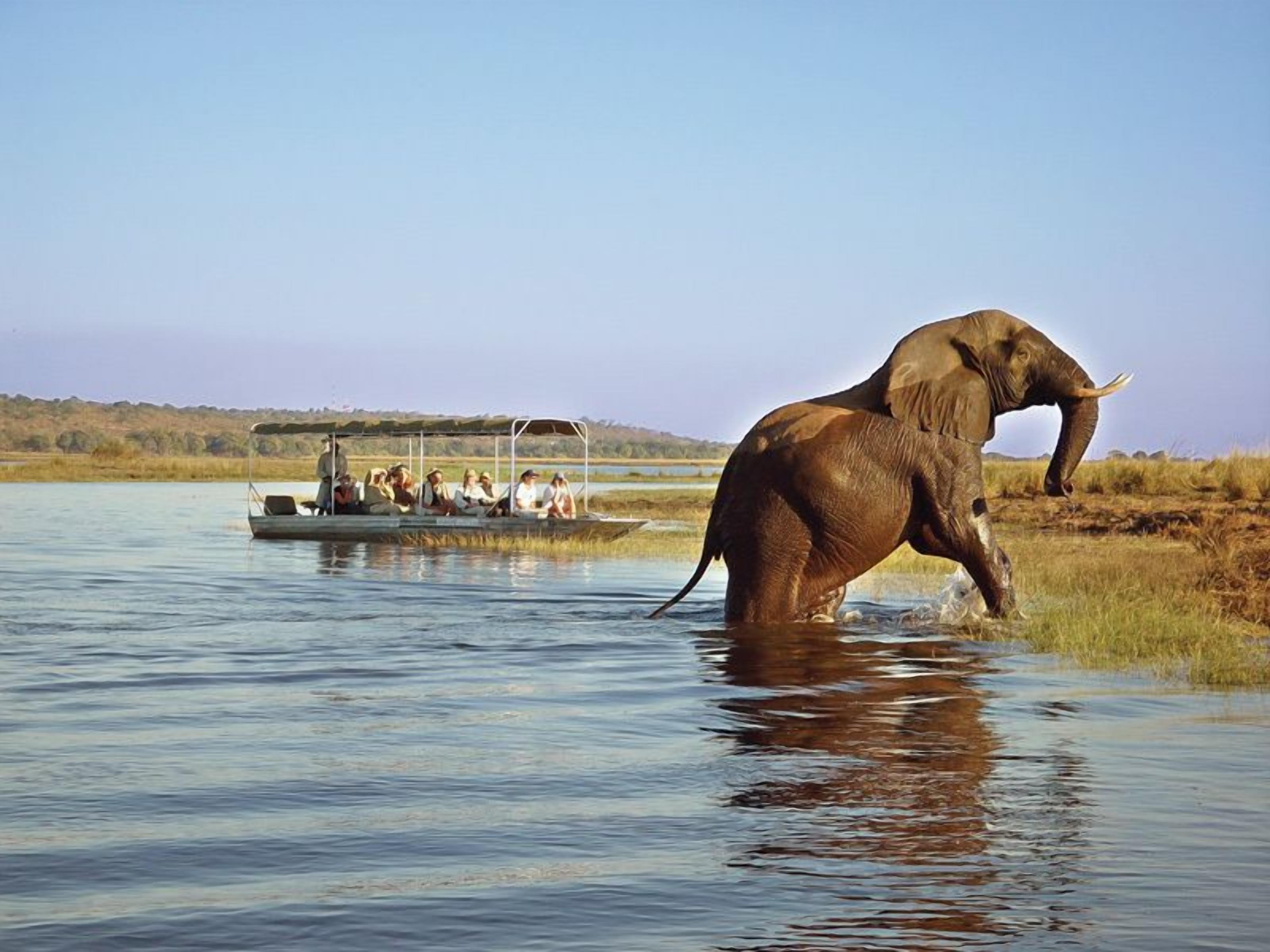 Un éléphant dans l'eau, avec un bateau et des personnes en arrière-plan.