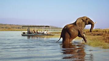 Un éléphant dans l'eau, avec un bateau et des personnes en arrière-plan.