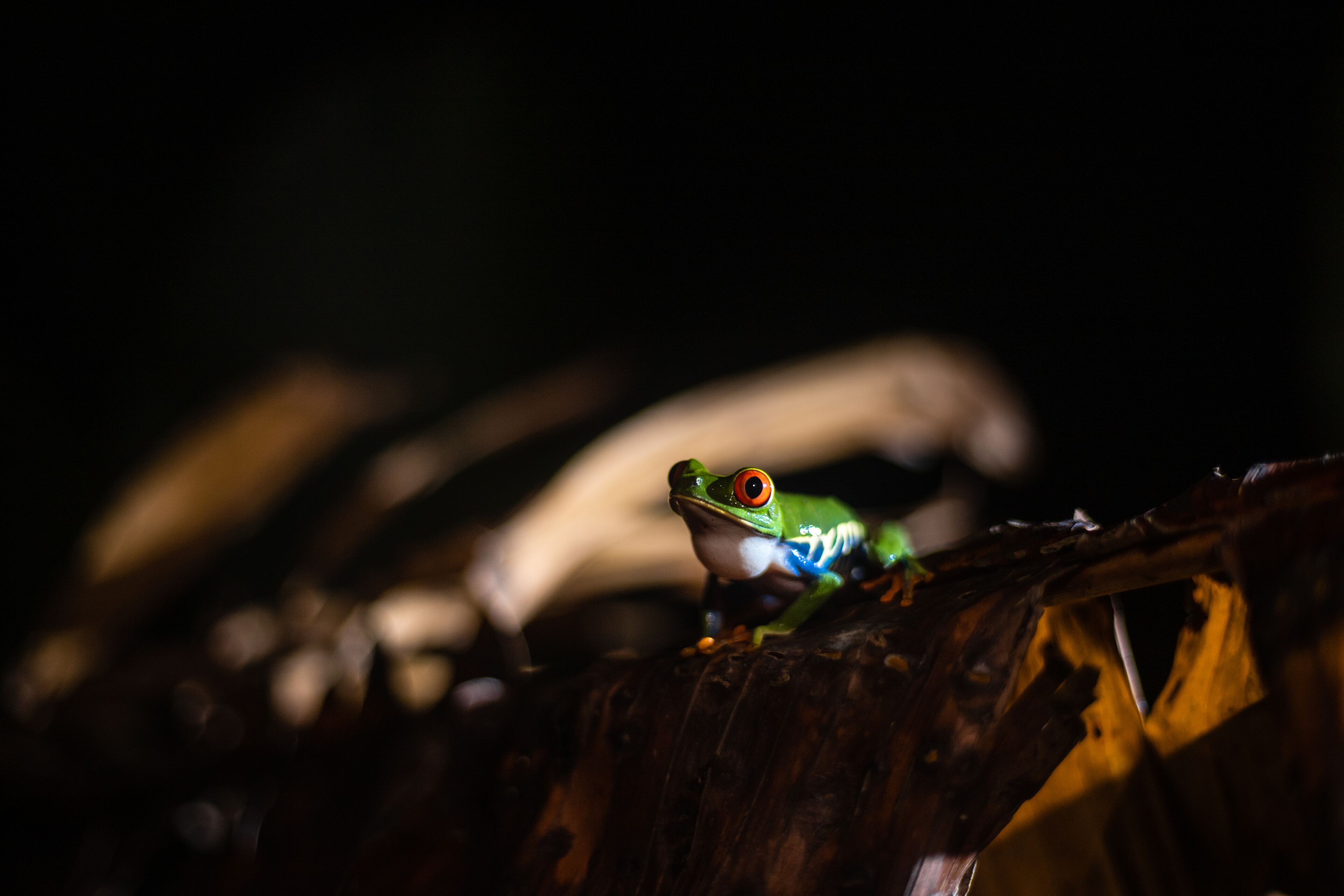 A frog on a branch.