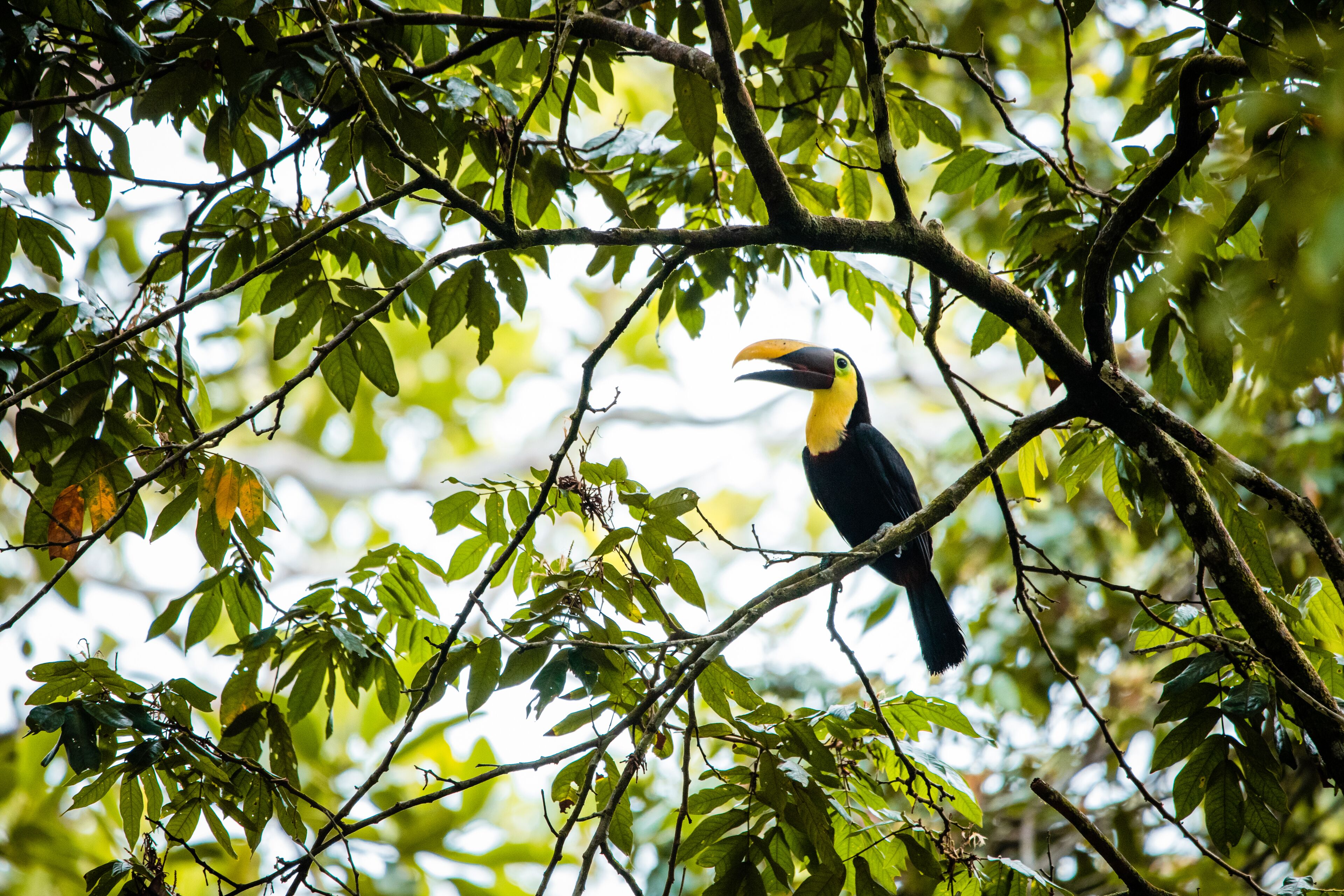 Un toucan était perché sur une branche d’arbre, entouré de feuilles vertes.