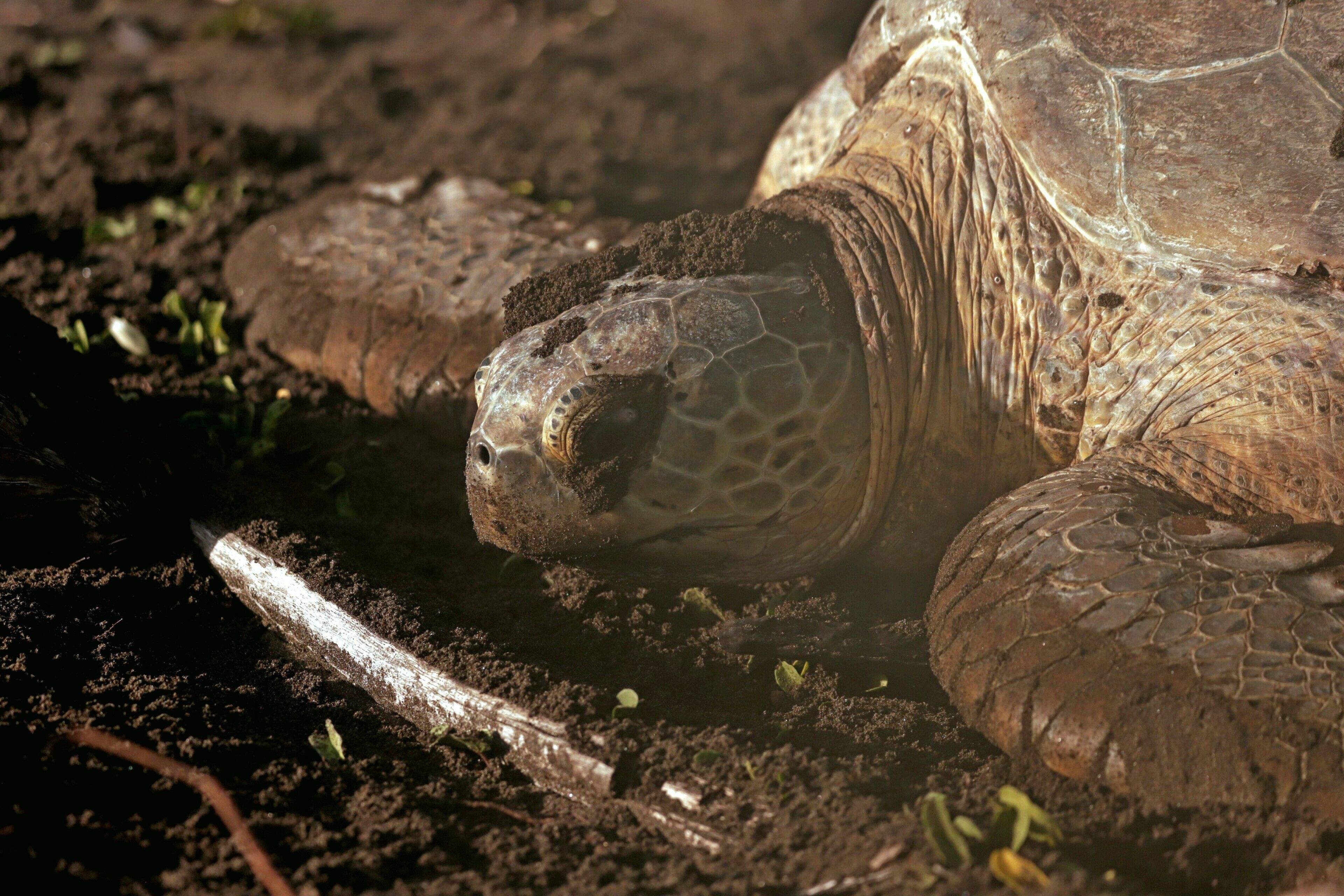 Una tortuga en el suelo.