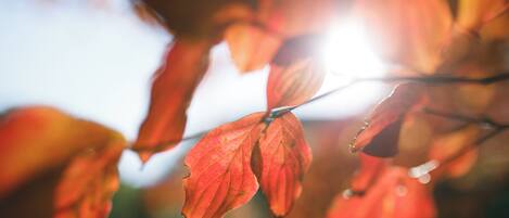 Un gros plan de feuilles d’automne rouges, parsemées de gouttes d’eau, avec la lumière du soleil qui les traverse.
