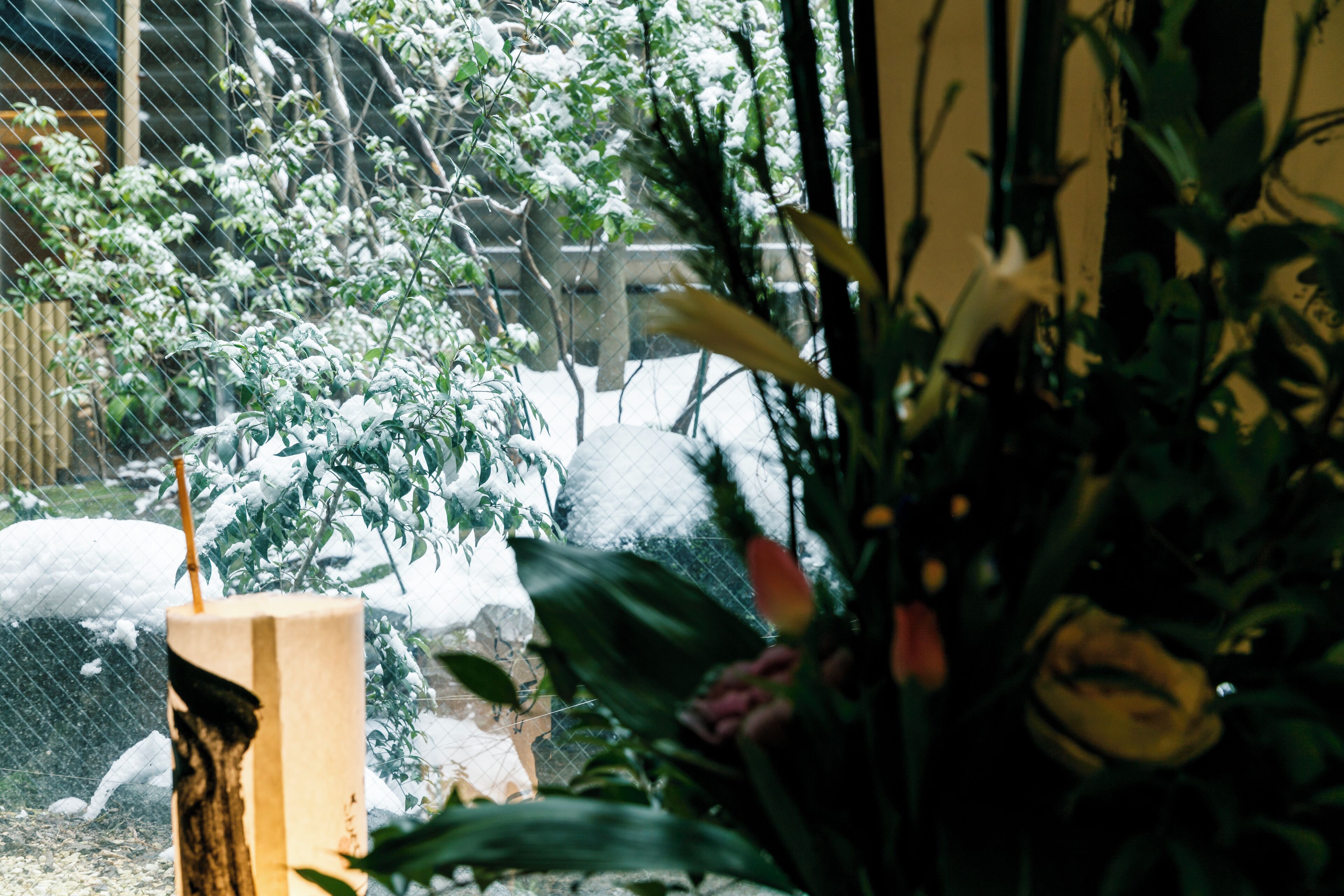 A room with a large window, a wooden chair, and a potted plant.