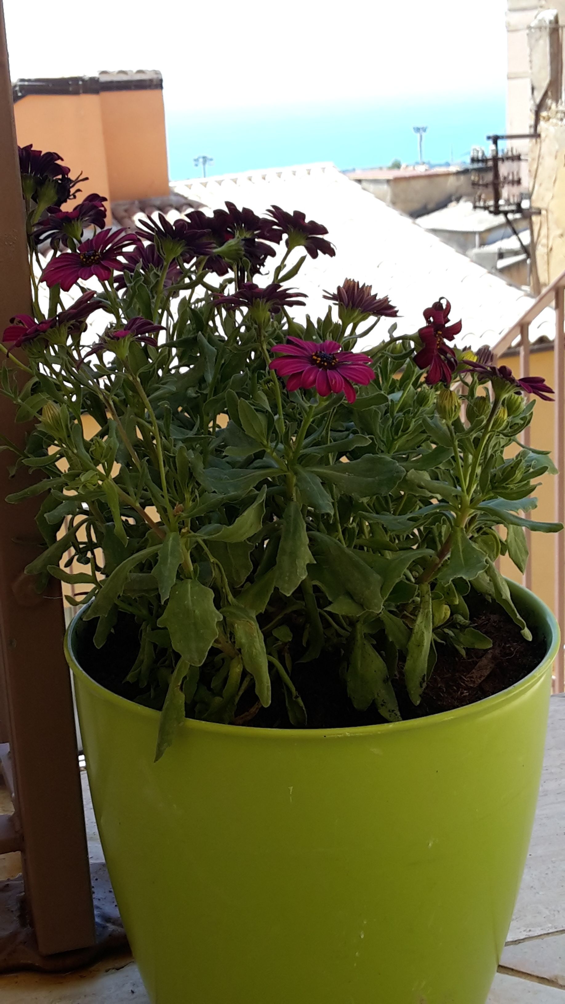 Ein Blumentopf mit dunkelvioletten Blüten auf einem Balkon.