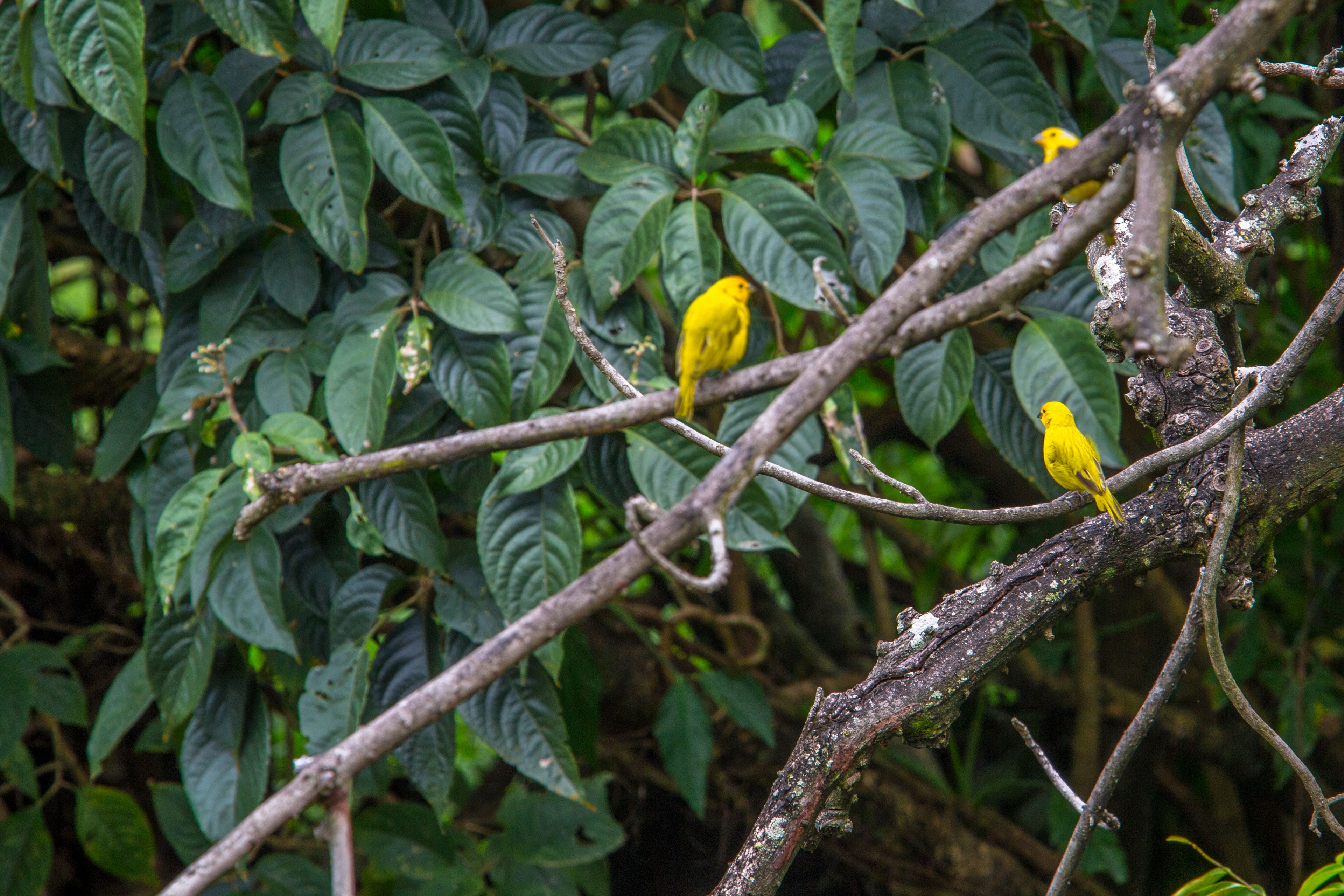 Foto - Eclipse Villavicencio