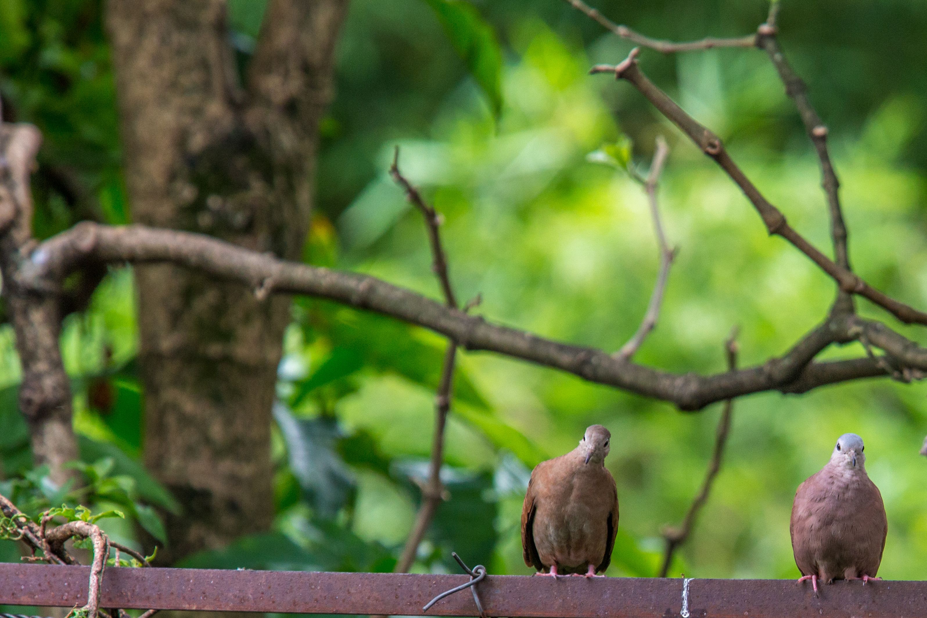 Foto - Eclipse Villavicencio