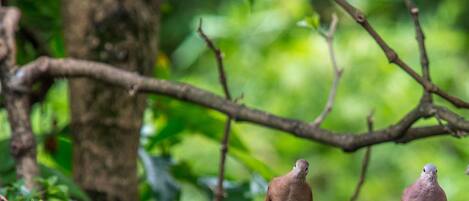 Two birds perched on a metal railing with a blurred green background.