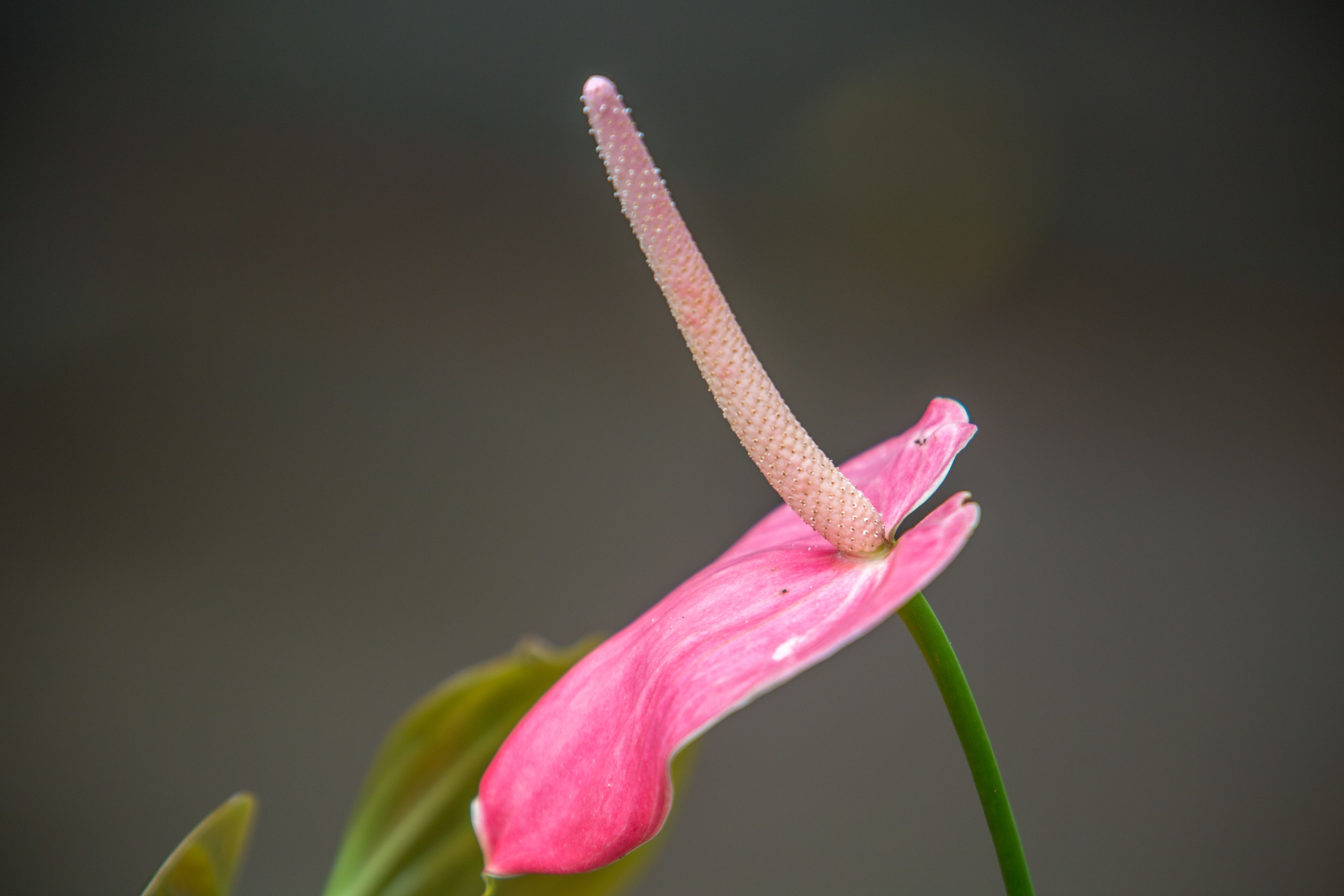 Foto - Ayenda Eclipse 1706