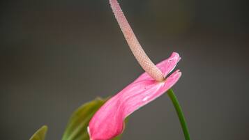 Primer plano de una flor rosa con un pistilo largo y texturizado.