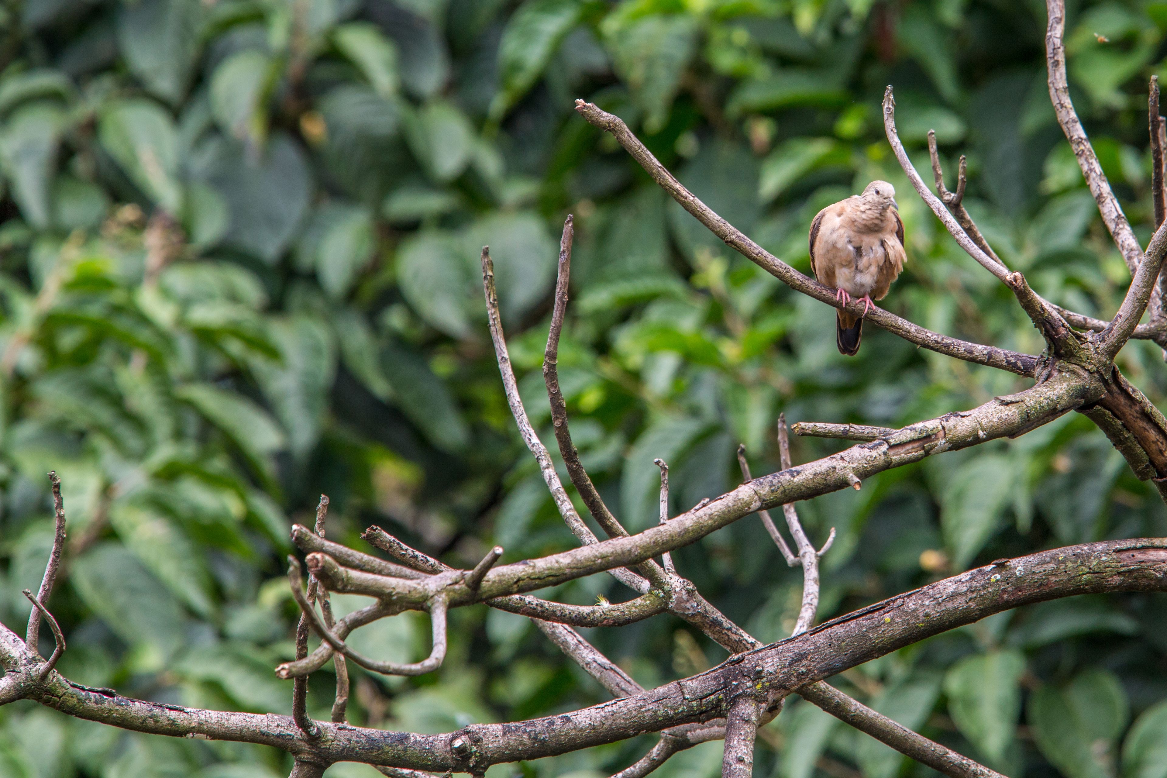 Foto - Eclipse Villavicencio