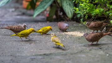 Een groep vogels op een betonnen oppervlak met groen in de achtergrond.