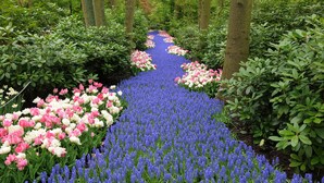 Un sentier bordé de tulipes roses et blanches et de fleurs bleues, entouré d’un feuillage verdoyant.