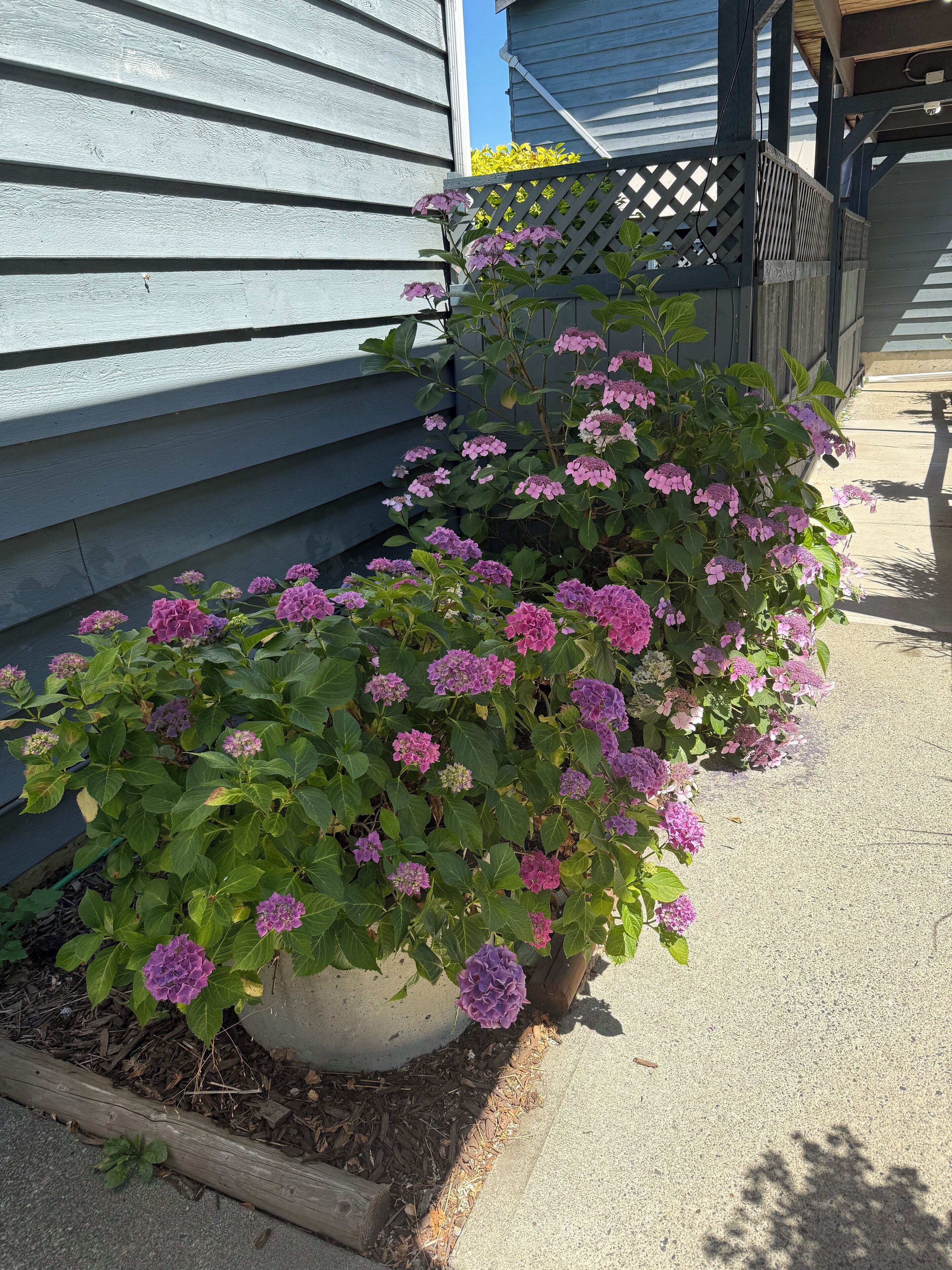 A garden bed with hydrangea plants next to a building with blue siding.