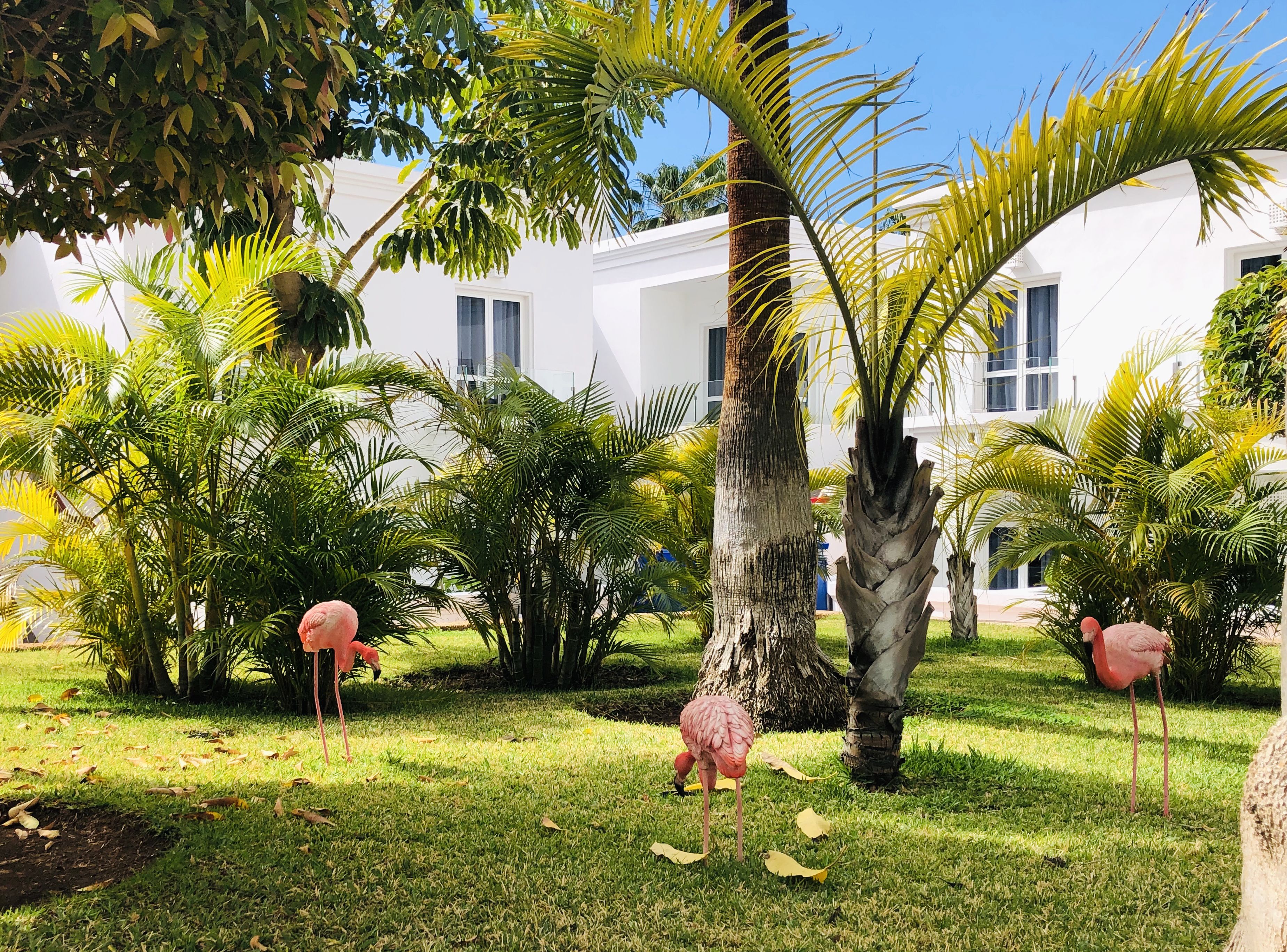 Een binnenplaats met palmbomen, een wit gebouw en flamingo's.