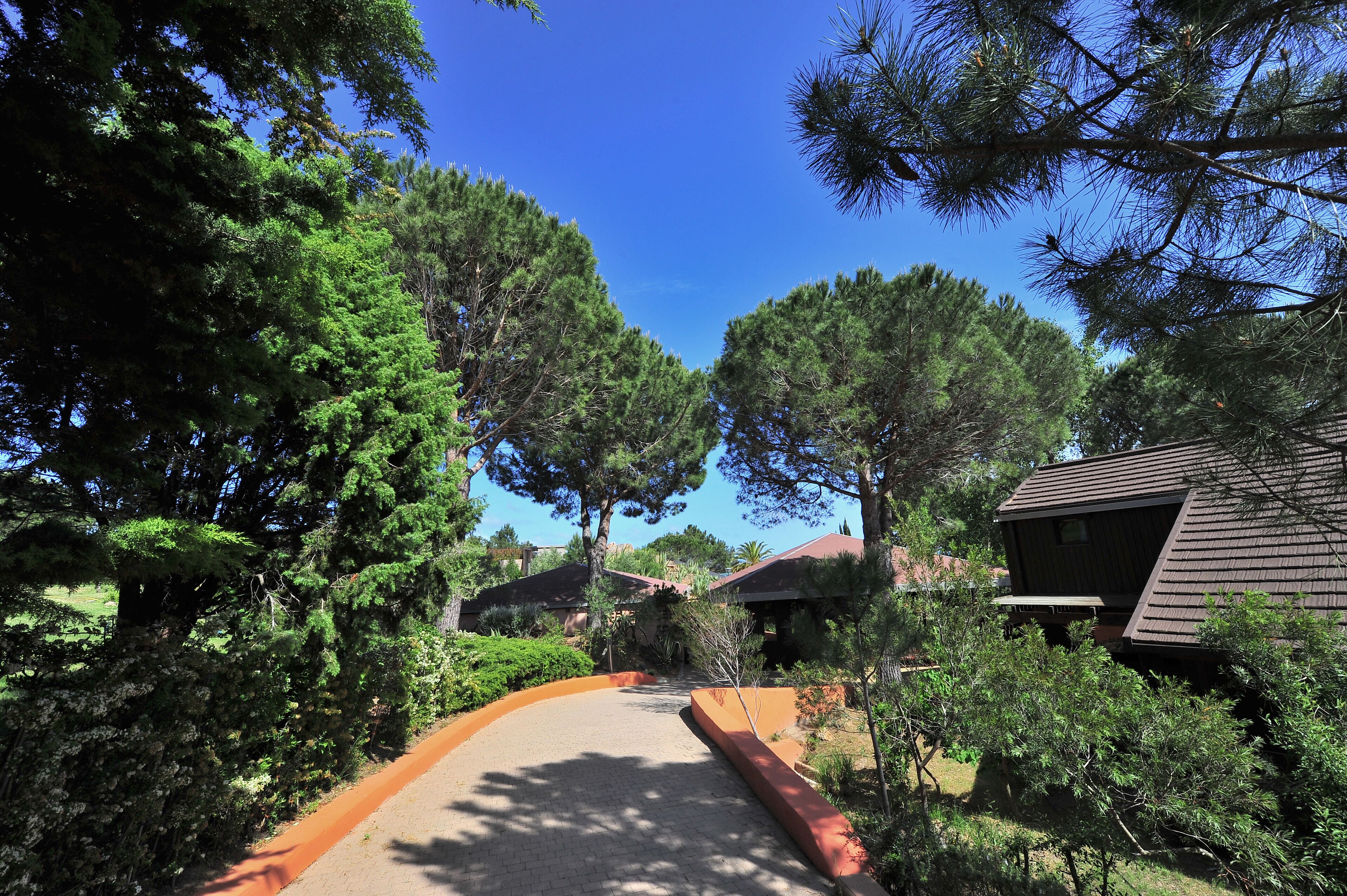 A pathway leading to a building surrounded by dense trees and a clear blue sky.