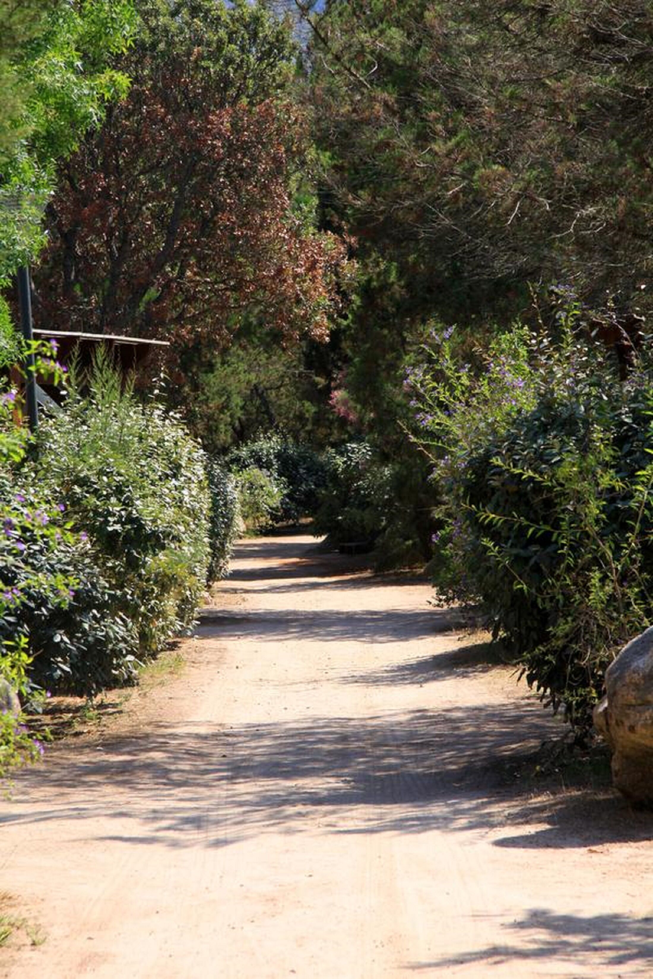 A dirt path flanked by dense shrubbery and trees, leading into a shaded area.