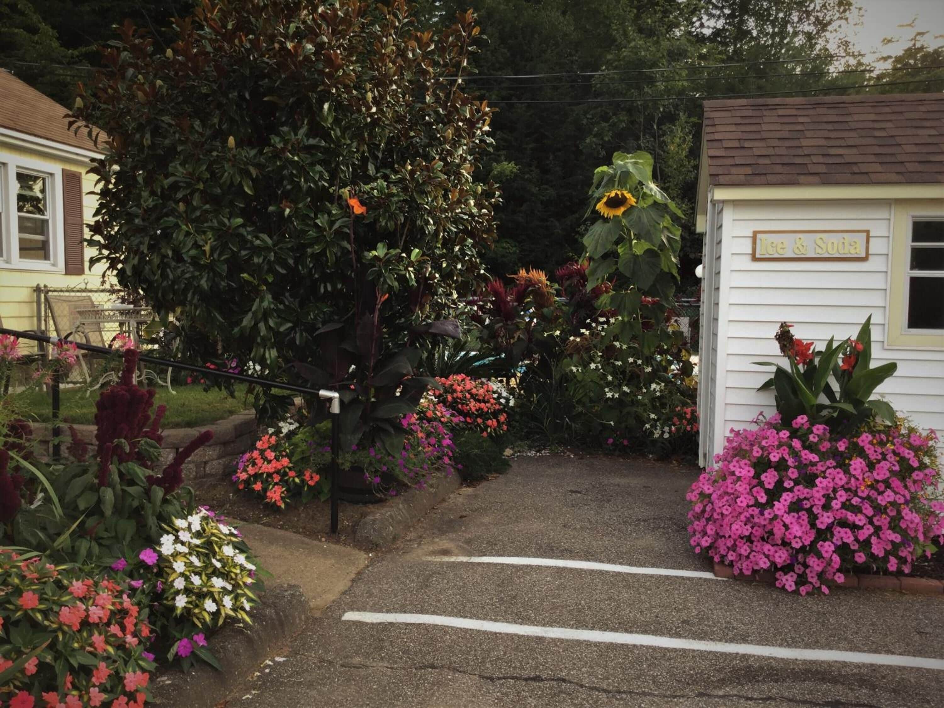 Une allée menant à un petit bâtiment portant l’inscription « Glaces et boissons gazeuses », agrémentée de diverses fleurs colorées et d’un grand arbre.