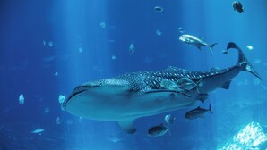 A large whale shark swimming in an aquarium with various smaller fish around it. - Hotel Indigo Atlanta Downtown by IHG (Atlanta)