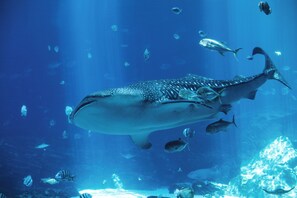 A large whale shark swimming in an aquarium with various smaller fish around it. - Hotel Indigo Atlanta Downtown by IHG (Atlanta)