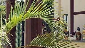 A covered outdoor area with a bar and seating, surrounded by large wooden pillars and palm plants. - Swiss Inn Plaza (6th of October City)