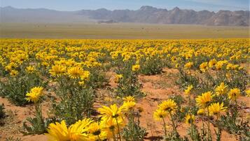 Un champ de fleurs jaunes avec une chaîne de montagnes en arrière-plan.