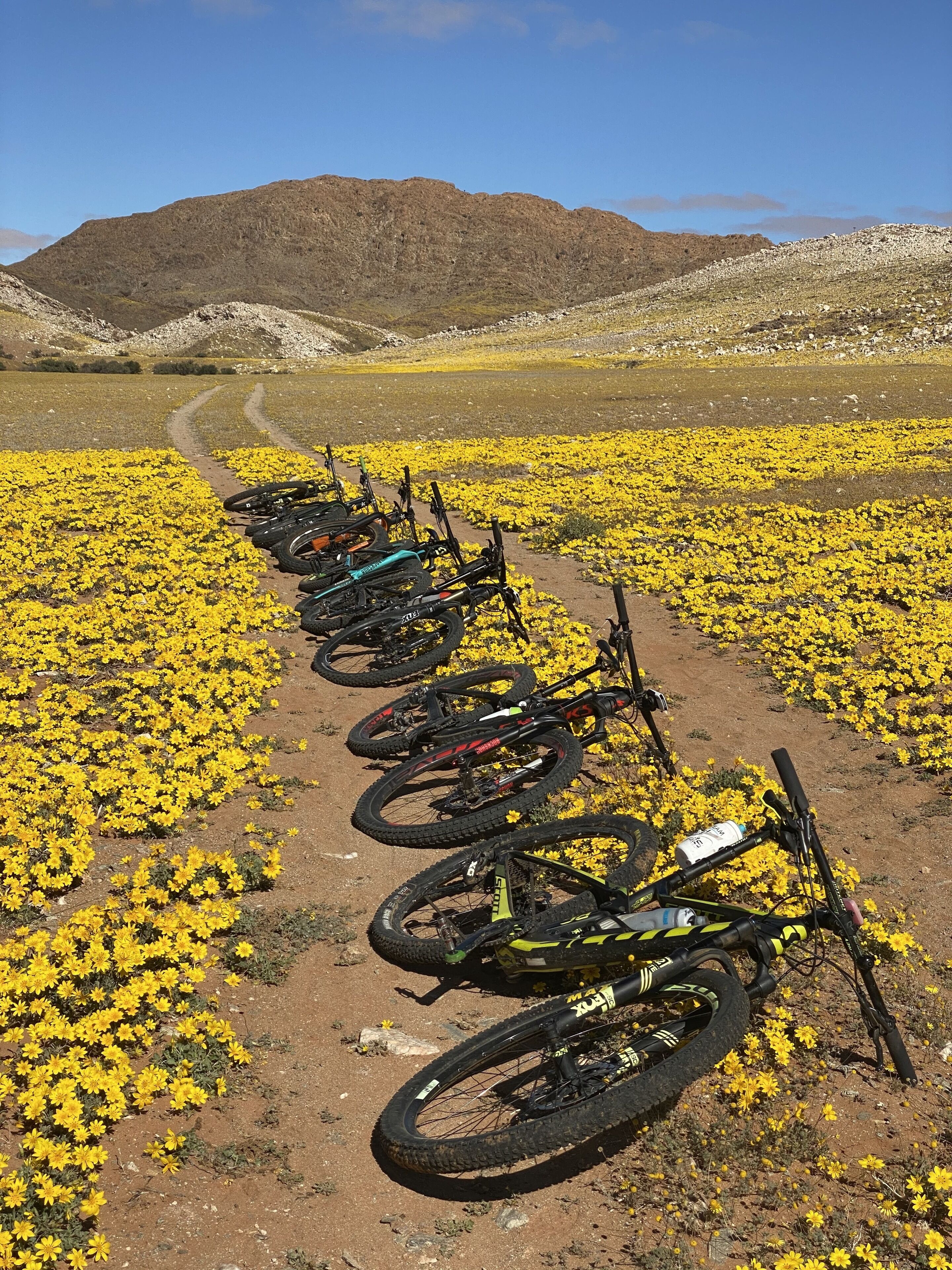 A row of bicycles parked on a dirt path surrounded by yellow flowers, with a mountainous backdrop.