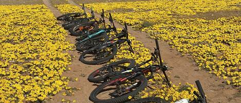 A row of bicycles parked on a dirt path surrounded by yellow flowers, with a mountainous backdrop.