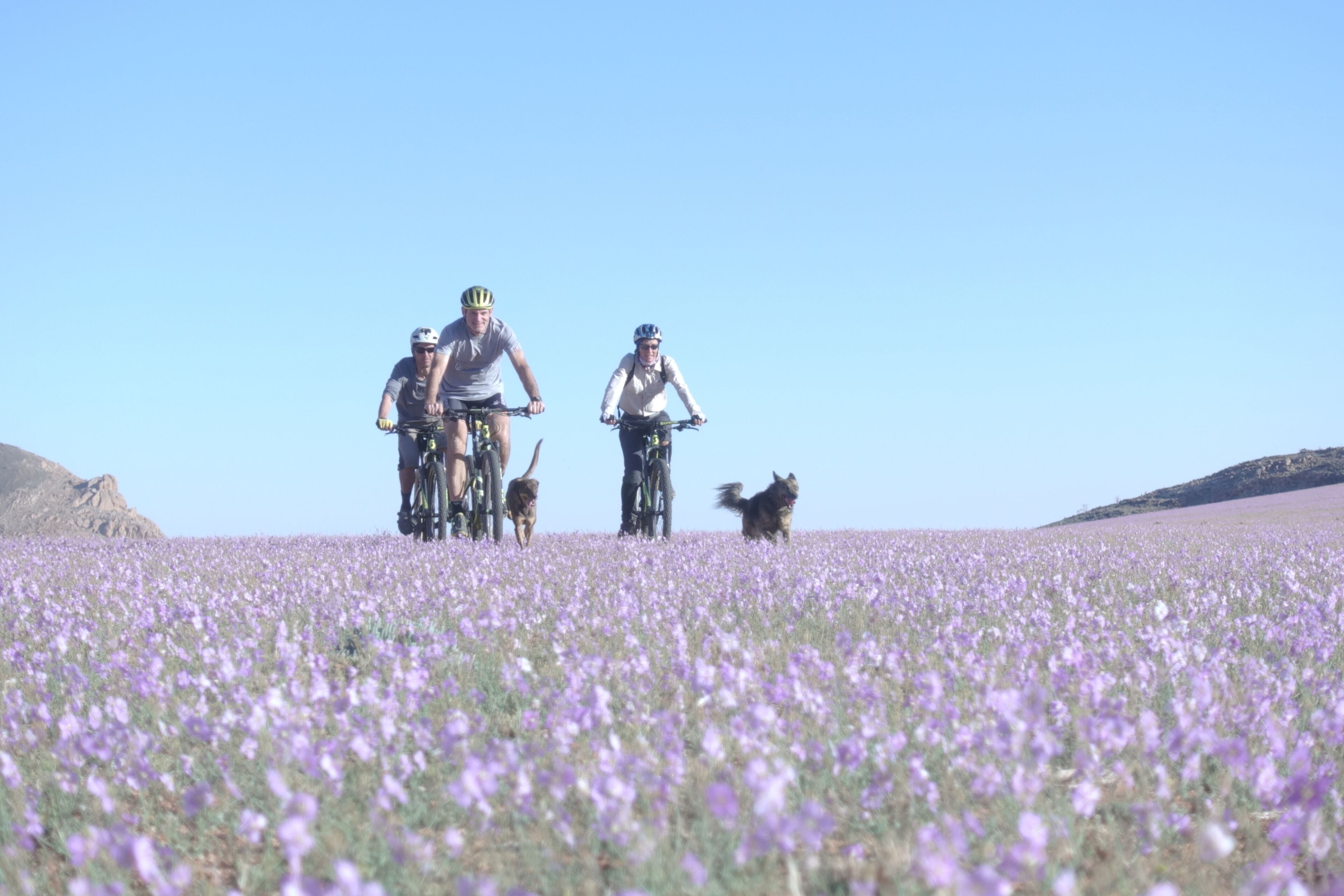 Un groupe de cyclistes et de chiens dans un champ de fleurs violettes.