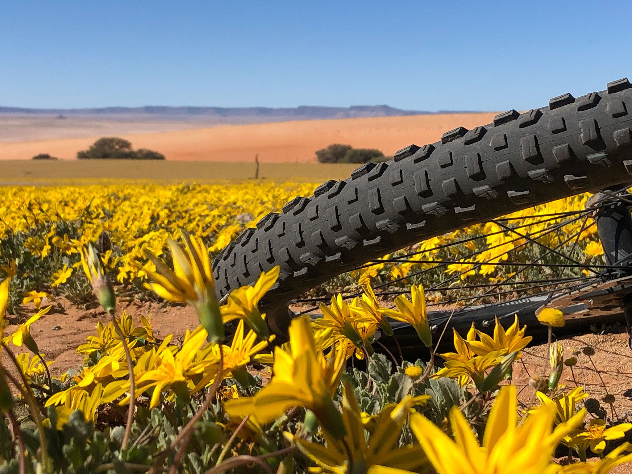 A bicycle tire in a field of yellow flowers with a clear sky in the background.