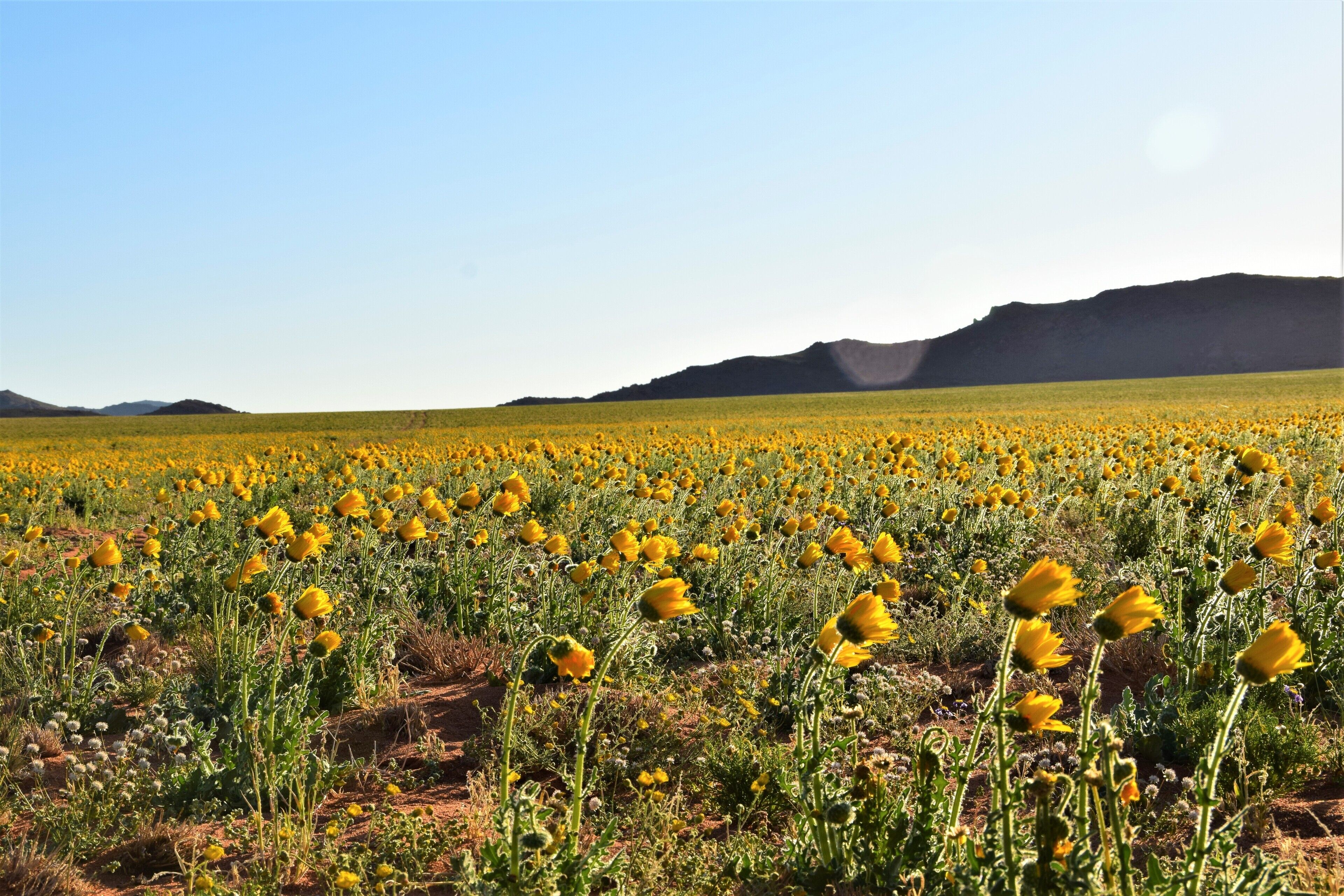 A field of yellow flowers with mountains in the background.