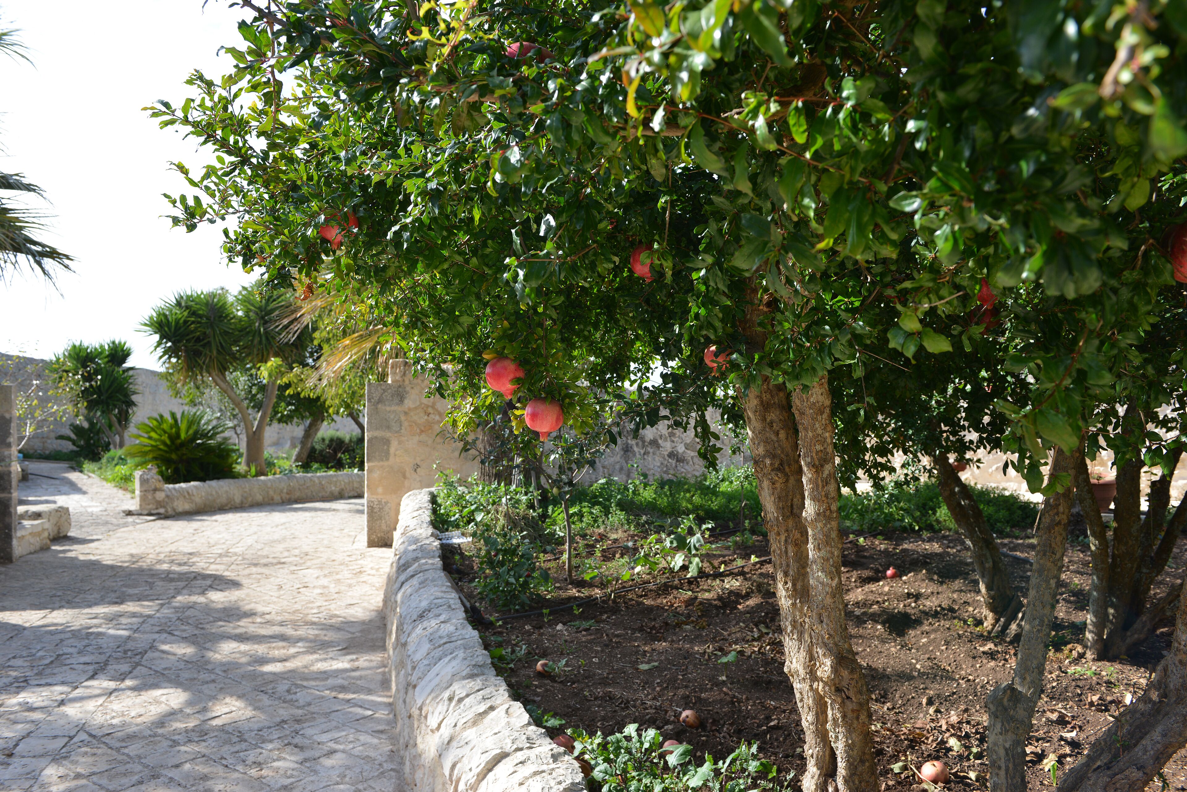 A garden with trees and a stone pathway.