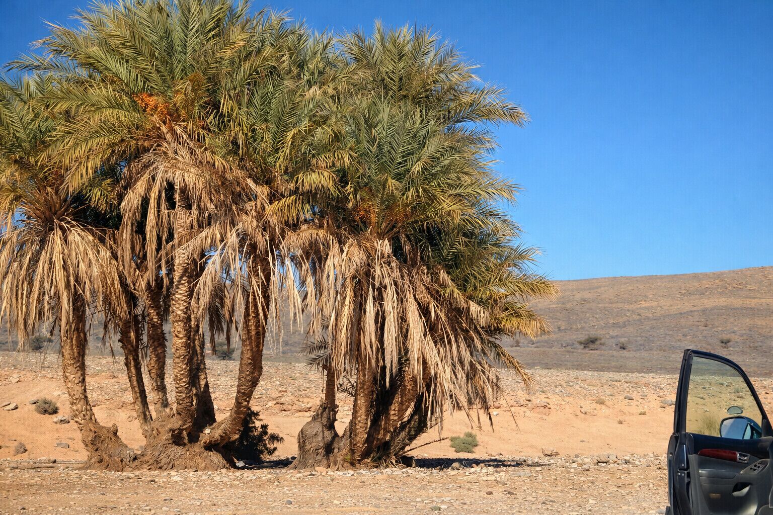 A desert landscape with palm trees and a vehicle.