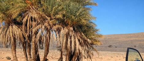 A desert landscape with palm trees and a vehicle.