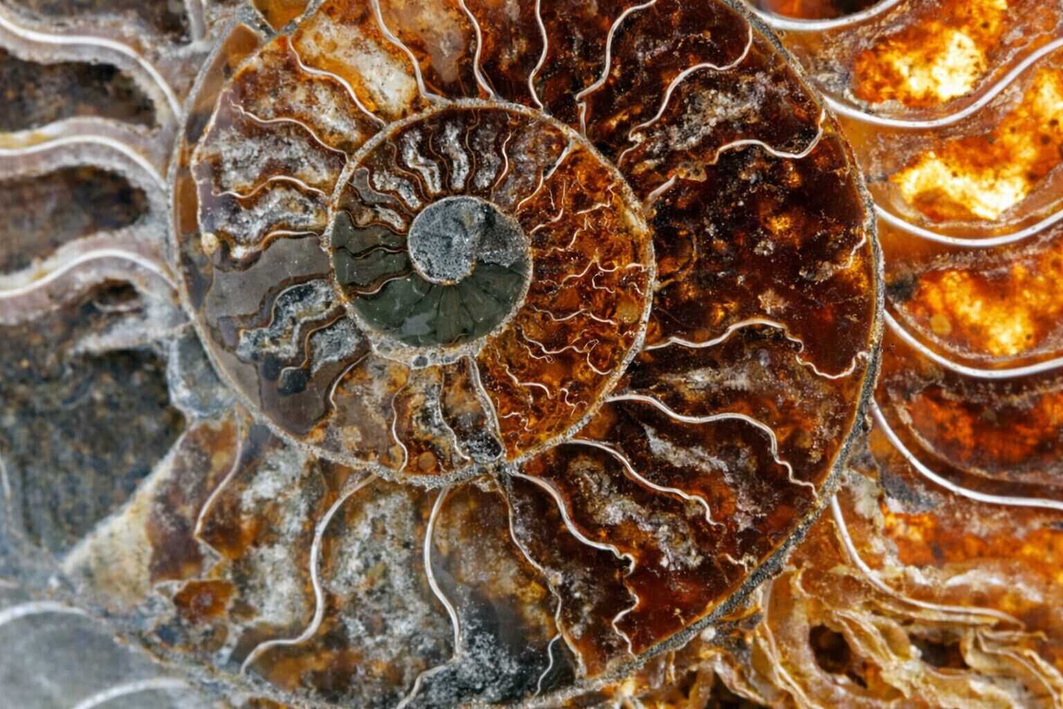 Primer plano de un intrincado patrón de espiral, probablemente una formación natural.